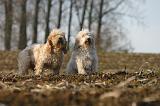 PTIT BASSET GRIFFON V.  050